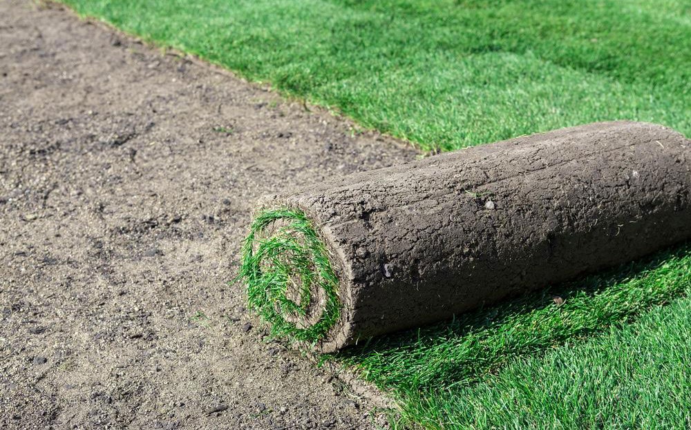 Lawn Establishment Guide